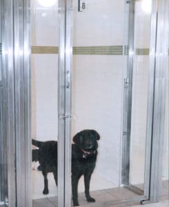 dog_25
