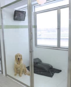 chien_pension