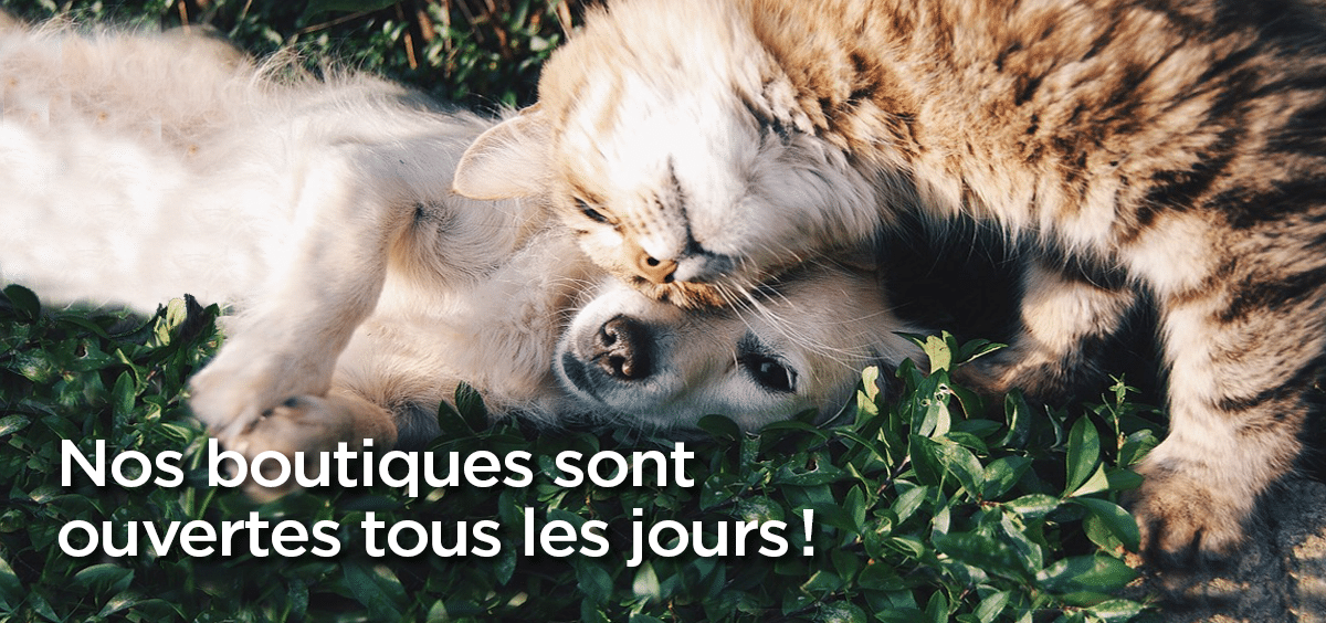 accueil_animania_fr